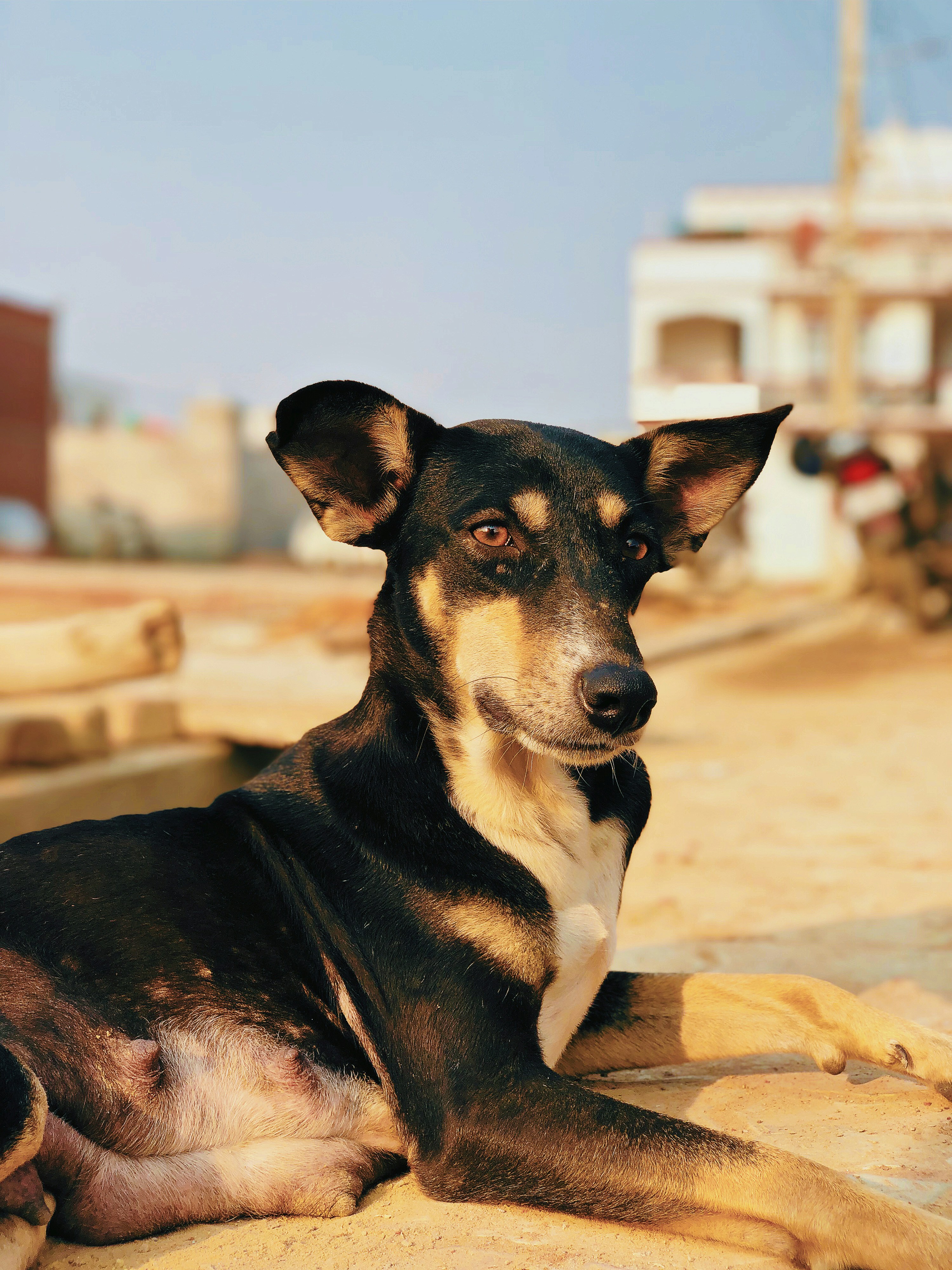 Dog ready for a forever home